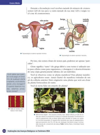 Ensino Médio

                                           Durante a fecundação você recebeu metade do número de cromos-
                                        somos (23) do seu pai e a outra metade da sua mãe (23) e surgiu vo-
                                        cê com 46 cromossomos.




                            Representação do sistema reprodutor feminino.
                                                                                                   Representação do sistema reprodutor masculino.


                                            Por isso, não somos clones de nossos pais, podemos ser apenas “pare-
                                        cidos”.
                                            Clone significa “ramo” (do grego klón) e esse termo é utilizado tan-
                                        to para células como para organismos, e clonagem é o desenvolvimento
                                        de uma cópia geneticamente idêntica de um indivíduo.
     Você sabia que quan-                   Você já observou como se planta mandioca? Para plantar mandio-
    do você pega um broti-              ca, os agricultores usam ramas (haste) de mandioca retiradas de um
    nho de qualquer planta
                                        pé da colheita anterior. Estes originarão uma planta que será um clone
    e replanta, você está fa-
                                        da planta fornecedora do ramo.
    zendo uma clonagem?
    E quando fazemos mu-                    Você já ouviu falar em enxerto de planta?
    das, estamos produ-
    zindo clones?




       Hastes de mandioca: verde,
        madura e muito madura.

                                                    Melhoramento Vegetal – São cacaueiros clonados. Após seleção artificial, as mudas são ob-
                                                     tidas pelo método de enraizamento de estacas em ambientes apropriados. Primeiramente em
                                                     casas de estaquiamento onde as estacas (garfos) serão colocadas em tubetes com substra-
                                                     to e hormônios apropriados. Em seguida serão transferidos para casas de vegetação/aclima-
                                                     tação permanecendo, entre 50 a 60 dias, sob nebulização intermitente de água e luminosi-
                                                     dade reduzida até o enraizamento das estacas. Fonte: Genética Básica, Universidade Federal
                                                     de Viçosa, MG.


242 Implicações dos Avanços Biológicos no Fenômeno VIDA
 