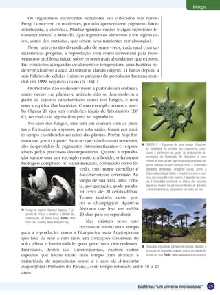 Biologia

     Os organismos eucariontes superiores são colocados nos reinos:
Fungi (absorvem os nutrientes, por não apresentarem pigmento fotos-
sintetizante, a clorofila), Plantae (plantas verdes e algas superiores fo-
tossintetizantes) e Animalia (que ingerem os alimentos e em alguns ca-
sos, como dos parasitas, que obtém seus nutrientes por absorção).
     Neste universo tão diversificado de seres vivos, cada qual com ca-
racterísticas próprias, a reprodução vem como diferencial para resol-
vermos o problema inicial sobre os seres mais abundantes que existem.
Em condições adequadas de alimento e temperatura, uma bactéria po-
de reproduzir-se a cada 20 minutos, dando origem, 11 horas depois, a
seis bilhões de células (número próximo da população humana mun-
dial em 1999, segundo dados da ONU).
     Os Protistas não se desenvolvem a partir de um embrião,
como ocorre em plantas e animais, não se desenvolvem a
partir de esporos característicos como nos fungos, e nem
com a rapidez das bactérias. Como exemplo, temos a ame-
ba (figura 2), que em condições ideais de laboratório (24º
C), necessita de alguns dias para se reproduzir.
     No caso dos fungos, eles têm em comum com as plan-
tas a formação de esporos, por esta razão, foram por mui-
to tempo classificados no reino das plantas. Porém hoje for-
mam um grupo à parte. Sabe-se que não formam sementes,
                                                                                                                    ameba (Entamoe-
são desprovidos de pigmentos fotossintetizantes e respon-  ba histolytica).Esquema de uma organismos unice-
                                                                                FIGURA 2 -
                                                                                                 As amebas são
sáveis pelos processos decompositores. Quanto à reprodu-                        lulares e pertencem ao grupo de protozoários de-
ção vamos usar um exemplo muito conhecido, o fermento                           nominados de Rizópodes, filo Sarcodina e reino
                                                                                Protista. Nutrem-se por fagocitose e por pinocitose. Al-
biológico comprado no supermercado, conhecido como lê-                          gumas amebas causam doenças como a Entamoeba
                                              vedo, cujo nome científico é      histolytica (amebíase), enquanto outras, como a
                                              Saccharomyces cerevisiae. Ao      Entamoeba coli que habita o intestino humano e con-
                                                                                tribui com o equilíbrio do mesmo. A digestão nas ame-
                                              longo de sua vida, uma célu-      bas é intracelular ocorrendo no interior dos vacúolos
                                              la, por gemação, pode produ-      digestivos. Podem ter até meio milímetro de diâmetro
                                                                                e viver livremente ou parasitando um outro ser vivo.
                                              zir cerca de 20 células-filhas.
                                              Temos também nesse gru-
                                              po o champignon Agaricus
 Fungo da espécie Agaricus bisporus. É ori- bisporus que leva em média
   ginário da França e pertence à Divisão Ba- 20 dias para se reproduzir.
   sidiomycota, do Reino Fungi. Fonte: GNU
   Free Doc. License, www.wikipedia.org           Mas existem seres que
                                              necessitam muito mais tempo
para a reprodução, como a Pitangueira, uma Angiosperma
que leva de sete a oito anos, em condições favoráveis de
solo, clima e luminosidade, para gerar seus descendentes.
                                                                               Araucaria angustifolia (pinheiro-do-paraná). Iniciada a
Entretanto, dentro das Gimnospermas, existem outras                              produção de sementes, a árvore produz em média 40
espécies que levam muito mais tempo para alcançar a                              pinhas por ano. Fonte: www.diaadiaeducacao.pr.gov.br
maturidade de reprodução, como é o caso da Araucaria
angustifolia (Pinheiro do Paraná), com tempo estimado entre 18 a 20
anos.


                                                                                     Bactérias: “um universo microscópico”                 25
 