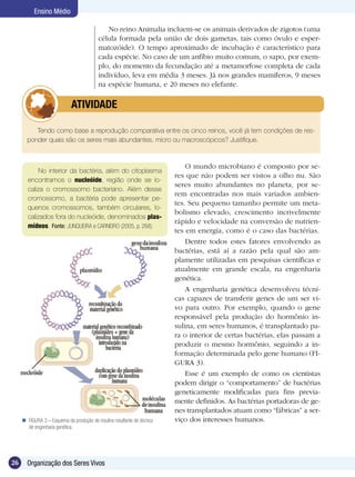 Ensino Médio

                                              No reino Animalia incluem-se os animais derivados de zigotos (uma
                                           célula formada pela união de dois gametas, tais como óvulo e esper-
                                           matozóide). O tempo aproximado de incubação é característico para
                                           cada espécie. No caso de um anfíbio muito comum, o sapo, por exem-
                                           plo, do momento da fecundação até a metamorfose completa de cada
                                           indivíduo, leva em média 3 meses. Já nos grandes mamíferos, 9 meses
                                           na espécie humana, e 20 meses no elefante.

                   	         ATIVIDADE

          Tendo como base a reprodução comparativa entre os cinco reinos, você já tem condições de res-
       ponder quais são os seres mais abundantes, micro ou macroscópicos? Justifique.


                                                                              O mundo microbiano é composto por se-
           No interior da bactéria, além do citoplasma
                                                                          res que não podem ser vistos a olho nu. São
       encontramos o nucleóide, região onde se lo-
                                                                          seres muito abundantes no planeta, por se-
       caliza o cromossomo bacteriano. Além desse
                                                                          rem encontradas nos mais variados ambien-
       cromossomo, a bactéria pode apresentar pe-
                                                                          tes. Seu pequeno tamanho permite um meta-
       quenos cromossomos, também circulares, lo-
                                                                          bolismo elevado, crescimento incrivelmente
       calizados fora do nucleóide, denominados plas-
                                                                          rápido e velocidade na conversão de nutrien-
       mídeos. Fonte: JUNQUEIRA e CARNEIRO (2005, p. 268).
                                                                          tes em energia, como é o caso das bactérias.
                                                                              Dentre todos estes fatores envolvendo as
                                                                          bactérias, está aí a razão pela qual são am-
                                                                          plamente utilizadas em pesquisas científicas e
                                                                          atualmente em grande escala, na engenharia
                                                                          genética.
                                                                              A engenharia genética desenvolveu técni-
                                                                          cas capazes de transferir genes de um ser vi-
                                                                          vo para outro. Por exemplo, quando o gene
                                                                          responsável pela produção do hormônio in-
                                                                          sulina, em seres humanos, é transplantado pa-
                                                                          ra o interior de certas bactérias, elas passam a
                                                                          produzir o mesmo hormônio, seguindo a in-
                                                                          formação determinada pelo gene humano (FI-
                                                                          GURA 3).
                                                                              Esse é um exemplo de como os cientistas
                                                                          podem dirigir o “comportamento” de bactérias
                                                                          geneticamente modificadas para fins previa-
                                                                          mente definidos. As bactérias portadoras de ge-
                                                                          nes transplantados atuam como “fábricas” a ser-
      FIGURA 3 – Esquema da produção de insulina resultante de técnica   viço dos interesses humanos.
       de engenharia genética.




26     Organização dos Seres Vivos
 