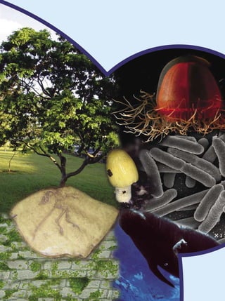 Ensino Médio




30   Organização dos Seres Vivos
 