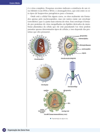 Ensino Médio

                             é o vírus completo. Pesquisas recentes indicam a existência de um ví-
                             rus híbrido (com DNA e RNA), o citomegalovírus, que está entre os oi-
                             to tipos de herpesvírus patogênicos para o homem.
                                 Onde está a célula? Em alguns casos, os vírus realmente são forma-
                             dos apenas pelo nucleocapsídeo, mas em outros existe um envelope
                             (envoltório), que é a parte mais externa do vírus. Esse envelope é forma-
                             do por proteínas do vírus mergulhadas em lipídios derivados da mem-
                             brana plasmática da célula que ele está parasitando (os vírus podem
                             parasitar apenas determinados tipos de células, e isso depende das pro-
                             teínas que eles possuem).




                                                        Representação de alguns vírus.




38   Organização dos Seres Vivos
 