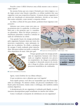Biologia

    Percebe como é difícil observar uma célula mesmo com o micros-
cópio óptico?
    Da mesma forma que seu corpo é formado por vários órgãos e ca-
da órgão possui uma função específica, as células também têm suas
organelas com suas respectivas funções. A maioria dessas organelas só
pode ser visualizada ao microscópio eletrônico, devido ao seu tama-
nho muito reduzido, como mostra o esquema abaixo.
    Ao olhar a célula de fora para dentro, podemos fazer algumas com-
parações:
    Sabemos que nosso corpo tem uma ca-
pa protetora que é a epiderme. A célula tam-
bém tem a sua proteção que é a membra-
na plasmática. Além da função proteção, a
membrana plasmática controla a entrada ou
saída de substâncias na célula.
    Uma grande fração da energia produzida
pelo organismo humano inicia por meio dos
processos respiratórios, cujos principais ór-
gãos são os pulmões. Na célula, a produção
de energia é tarefa realizada pelas mitocôn-
drias. Mas para realizar sua tarefa, as mitocôn-
                                                   Esquema da membrana plasmática - modelo mosaico - fluído.
drias dependem do nariz. Sabe por quê?
                                   Porque grande parte da energia produ-                   Para saber mais sobre a
                               zida no organismo humano está relacio- entrada e saída de substân-
                               nada ao oxigênio inspirado nos proces- cias na célula, leia neste li-
                               sos respiratórios. Ao chegar aos pulmões, vro o Folhas 4 - Osmose:
                               o oxigênio é absorvido através da circula- o equilíbrio natural e
                               ção e chega às células, onde participa dos necessário.
                               processos metabólicos de combustão.


 Esquema representativo da mitocôndria.


    Agora, vamos lembrar de sua última refeição...
    O que aconteceu com o alimento que você ingeriu?
    Num rápido pensar, você deve ter respondido que eles foram dige-
ridos no estômago. No interior celular, um processo semelhante é rea-
lizado pelos lisossomos. Assim como o estômago, eles também contém
enzimas digestivas.
    A desintoxicação de seu organismo é realizada pelo fígado, os pero-
xissomos desempenham papel semelhante no interior das células.
    Como é realizado o transporte de substâncias em seu organismo?




                                                              Célula: a unidade de construção dos seres vivos        53
 