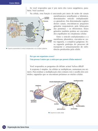 Ensino Médio

                                                   Se você respondeu que é por meio dos vasos sangüíneos, para-
                                              béns. Você acertou!
                                                   Na célula, essa função é executada por meio de redes de canais
                                                                                    membranosos semelhantes a labirintos,
                                                                                    denominados retículo endoplasmáti-
                                                                                    co granuloso. Em determinadas regiões
                                                                                    desses canais, encontram-se pequenos
                                                                                    grânulos responsáveis pela fabricação
                                                                                    das proteínas – os ribossomos. Esses
                                                                                    grânulos também podem ser encontra-
                                                                                    dos espalhados no citoplasma celular.
                                                                                        Entre o retículo endoplasmático e a
                                                                                    membrana plasmática, encontra-se ou-
                                                                                    tra organela, o complexo golgiense. Es-
                                                                                    sa organela participa do processo de
                                                                                    transporte e armazenamento de subs-
        Esquema representativo do retículo endoplasmático e do complexo golgiense.
                                                                                    tâncias produzidas pela célula.


                                        Por que um organismo cresce?
                                        Uma pessoa é maior que a outra por que possui células maiores?


                                        Você respondeu as perguntas do debate acima? Achou difícil?
                                        A resposta é simples. As células se multiplicam, aumentam em nú-
                                    mero. Para realizar a multiplicação elas contam com o auxílio dos cen-
                                    tríolos, organelas que se encontram próximas ao núcleo celular.




                                                                   Esquema do núcleo celular.




54       Organização dos Seres Vivos
 