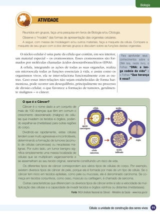 Biologia



         	      ATIVIDADE

    Reunidos em grupos, faça uma pesquisa em livros de Biologia e/ou Citologia.
    Observe o “modelo” das formas de apresentação das organelas celulares.
   A seguir, com massa de modelagem e/ou outros materiais, faça a maquete da célula. Compare a
 maquete de seu grupo com a dos demais grupos e discutam sobre as funções destas organelas.


    O núcleo celular é uma parte da célula que contém, em seu interior,                          Para aprofundar seus
um material especial – os cromossomos. Esses cromossomos são for-                               conhecimentos sobre o
mados por moléculas chamadas ácidos desoxirribonucléicos (DNA).                                 DNA leia, neste livro, o
    A célula, integrando as ações de todas as suas organelas, realiza                           Folhas “DNA: a lon-
em microescala todas as funções essenciais à vida, e assim como os                              ga cadeia da vida” e
organismos vivos, ela se inter-relaciona funcionalmente com as ou-                              o Folhas “Que herança
tras. Caso essas inter-relações não sejam estabelecidas de forma har-                           é essa?
moniosa, pode ocorrer um desequilíbrio, principalmente no processo
de divisão celular, o que favorece a formação de tumores, geralmen-
te malignos – o câncer.

    O que é o Câncer?
     Câncer é o nome dado a um conjunto de
 mais de 100 doenças que têm em comum o
 crescimento desordenado (maligno) de célu-
 las que invadem os tecidos e órgãos, poden-
 do espalhar-se (metástase) para outras regiões
 do corpo.
      Dividindo-se rapidamente, estas células
 tendem a ser muito agressivas e incontroláveis,
 determinando a formação de tumores (acúmu-
 lo de células cancerosas) ou neoplasias ma-
 lignas. Por outro lado, um tumor benigno sig-
 nifica simplesmente uma massa localizada de
 células que se multiplicam vagarosamente e
 se assemelham ao seu tecido original, raramente constituindo um risco de vida.
     Os diferentes tipos de câncer correspondem aos vários tipos de células do corpo. Por exemplo,
 existem diversos tipos de câncer de pele, porque ela é formada por mais de um tipo de célula. Se o
 câncer tem início em tecidos epiteliais, como pele ou mucosas, ele é denominado carcinoma. Se co-
 meça em tecidos conjuntivos, como osso, músculo ou cartilagem, é chamado de sarcoma.
      Outras características que diferenciam os diversos tipos de câncer entre si são a velocidade de mul-
 tiplicação das células e a capacidade de invadir tecidos e órgãos vizinhos ou distantes (metástases).
                                            Fonte: INCA (Instituto Nacional do Câncer) - Ministério da Saúde - www.inca.gov.br




                                                               Célula: a unidade de construção dos seres vivos                   55
 