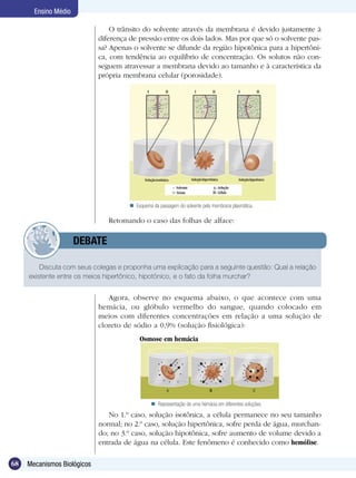 Ensino Médio

                                 O trânsito do solvente através da membrana é devido justamente à
                             diferença de pressão entre os dois lados. Mas por que só o solvente pas-
                             sa? Apenas o solvente se difunde da região hipotônica para a hipertôni-
                             ca, com tendência ao equilíbrio de concentração. Os solutos não con-
                             seguem atravessar a membrana devido ao tamanho e à característica da
                             própria membrana celular (porosidade).




                                        Esquema da passagem do solvente pela membrana plasmática.

                                Retomando o caso das folhas de alface:

             	        DEBATE

         Discuta com seus colegas e proponha uma explicação para a seguinte questão: Qual a relação
     existente entre os meios hipertônico, hipotônico, e o fato da folha murchar?


                                Agora, observe no esquema abaixo, o que acontece com uma
                             hemácia, ou glóbulo vermelho do sangue, quando colocado em
                             meios com diferentes concentrações em relação a uma solução de
                             cloreto de sódio a 0,9% (solução fisiológica):
                                           Osmose em hemácia




                                                  Representação de uma hemácia em diferentes soluções.

                                No 1.º caso, solução isotônica, a célula permanece no seu tamanho
                             normal; no 2.º caso, solução hipertônica, sofre perda de água, murchan-
                             do; no 3.º caso, solução hipotônica, sofre aumento de volume devido a
                             entrada de água na célula. Este fenômeno é conhecido como hemólise.

68   Mecanismos Biológicos
 