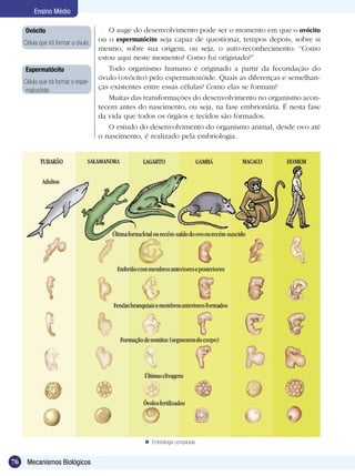 Ensino Médio

     Ovócito                             O auge do desenvolvimento pode ser o momento em que o ovócito
     Célula que irá formar o óvulo.
                                      ou o espermatócito seja capaz de questionar, tempos depois, sobre si
                                      mesmo, sobre sua origem, ou seja, o auto-reconhecimento: “Como
                                      estou aqui neste momento? Como fui originado?”
     Espermatócito                       Todo organismo humano é originado a partir da fecundação do
                                      óvulo (ovócito) pelo espermatozóide. Quais as diferenças e semelhan-
     Célula que irá formar o esper-
      matozóide.                      ças existentes entre essas células? Como elas se formam?
                                         Muitas das transformações do desenvolvimento no organismo acon-
                                      tecem antes do nascimento, ou seja, na fase embrionária. É nesta fase
                                      da vida que todos os órgãos e tecidos são formados.
                                         O estudo do desenvolvimento do organismo animal, desde ovo até
                                      o nascimento, é realizado pela embriologia.




                                                     Embriologia comparada.


76    Mecanismos Biológicos
 