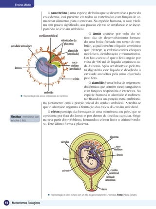 Ensino Médio

                                           O saco vitelino é uma espécie de bolsa que se desenvolve a partir do
                                      endoderma, está presente em todos os vertebrados com função de ar-
                                      mazenar alimentos para o embrião. Na espécie humana, o saco viteli-
                                      no tem pouco significado, aos poucos ele vai se atrofiando e se incor-
                                      porando ao cordão umbilical.
                                                                          O âmnio aparece por volta do sé-
                                                                      timo dia de desenvolvimento forman-
                                                                      do uma bolsa fechada em torno do em-
                                                                      brião, a qual contém o líquido amniótico
                                                                      que protege o embrião contra choques
                                                                      mecânicos, desidratação e traumatismos.
                                                                      Um fato curioso é que o feto engole por
                                                                      volta de 500 ml de líquido amniótico ca-
                                                                      da 24 horas. Após ser absorvido pelo tra-
                                                                      to digestório esse líquido é devolvido à
                                                                      cavidade amniótica pela urina excretada
                                                                      pelo feto.
                                                                          O alantóide é uma bolsa de origem en-
                                                                      dodérmica que contém vasos sanguíneos
                                                                      com funções respiratória e excretora. Na
               Representação dos anexos embrionários de mamíferos    espécie humana o alantóide é rudimen-
                                                                      tar, fixando a sua porção extra-embrioná-
                                      ria juntamente com a porção inicial do cordão umbilical. Acredita-se
                                      que o alantóide organiza a formação dos vasos do cordão umbilical.
                                           O córion participa da formação de uma membrana, ou pele, que se
     Decídua: membrana que            apresenta por fora do âmnio e por dentro da decídua capsular. Origi-
     envolve o feto.                  na-se a partir do trofoblasto, formando o córion liso e o córion frondo-
                                      so. Este último forma a placenta.




                                   Representação do útero humano com um feto de aproximadamente 12 semanas. Fonte: Poliana Garbelini.


84   Mecanismos Biológicos
 