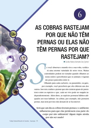Biologia




                                                                                                        6
                                                  As cobras rastejam
                                                      por que não têm
                                                   pernas ou elas não
                                                  têm pernas por que
                                                           rastejam?
                                                                                    Cecília Helena Vechiatto dos Santos1

                                                               e você observar o mundo vivo a sua volta, verifica-
                                                               rá uma enorme variedade de seres vivos. Muitas
                                                            curiosidades podem ser notadas quando olhamos ao
                                                             nosso redor e percebemos que os animais e vegetais
                                                             são pouco parecidos entre si.
                                                            Olhando para cada cachorro, ou passarinho, ou gato,
                                                          por exemplo, você perceberá que eles diferem uns dos
                                                outros. Isso nos conduz a pensar que não existem graus de paren-
                                                tesco entre as espécies e que, cada ser vivo pode ter surgido in-
                                                dependentemente. Além disso, as espécies possuem hábitos ade-
                                                quados aos seus habitats. As cobras, por exemplo, não possuem
                                                pernas, mas nem por isso elas deixam de se locomover.


                                                    Será que um dia as cobras tiveram pernas e o ambiente
                                                       influenciou para que elas perdessem essa parte do
                                                           corpo por não utilizarem? Algum órgão atrofia
                                                              por não ser usado?
1
 Colégio Estadual Marquês de Caravelas - Arapongas - PR

                              As cobras rastejam por que não têm pernas ou elas não têm pernas por que rastejam?            95
 
