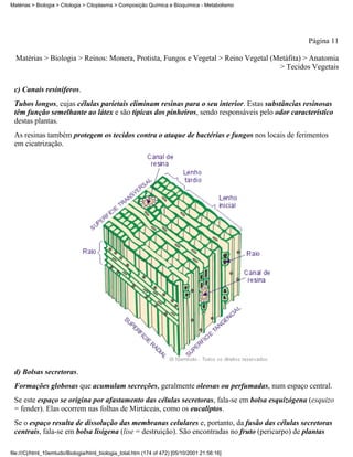 Matérias > Biologia > Citologia > Citoplasma > Composição Química e Bioquímica - Metabolismo




                                                                                                 Página 11

  Matérias > Biologia > Reinos: Monera, Protista, Fungos e Vegetal > Reino Vegetal (Metáfita) > Anatomia
                                                                                     > Tecidos Vegetais


 c) Canais resiníferos.
 Tubos longos, cujas células parietais eliminam resinas para o seu interior. Estas substâncias resinosas
 têm função semelhante ao látex e são típicas dos pinheiros, sendo responsáveis pelo odor característico
 destas plantas.
 As resinas também protegem os tecidos contra o ataque de bactérias e fungos nos locais de ferimentos
 em cicatrização.




 d) Bolsas secretoras.
 Formações globosas que acumulam secreções, geralmente oleosas ou perfumadas, num espaço central.
 Se este espaço se origina por afastamento das células secretoras, fala-se em bolsa esquizógena (esquizo
 = fender). Elas ocorrem nas folhas de Mirtáceas, como os eucaliptos.
 Se o espaço resulta de dissolução das membranas celulares e, portanto, da fusão das células secretoras
 centrais, fala-se em bolsa lisígena (lise = destruição). São encontradas no fruto (pericarpo) de plantas

file:///C|/html_10emtudo/Biologia/html_biologia_total.htm (174 of 472) [05/10/2001 21:56:16]
 