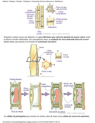 Matérias > Biologia > Citologia > Citoplasma > Composição Química e Bioquímica - Metabolismo




 Enquanto a planta cresce em diâmetro, os vasos liberianos que sofrerem depósito do açúcar calose, terão
 as placas crivadas obliteradas. Em conseqüência disso, a condução de seiva elaborada deixa de ocorrer
 nesses vasos, que passam a ter função de sustentação mecânica.




 As células do parênquima que ocorrem no xilema, além de atuar como células de reserva de nutrientes,

file:///C|/html_10emtudo/Biologia/html_biologia_total.htm (179 of 472) [05/10/2001 21:56:17]
 