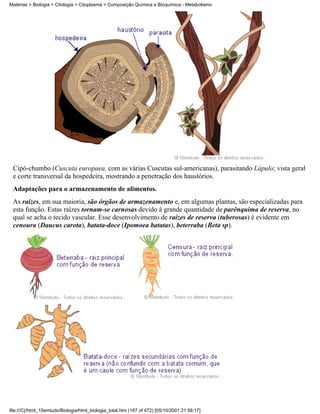Matérias > Biologia > Citologia > Citoplasma > Composição Química e Bioquímica - Metabolismo




 Cipó-chumbo (Cuscuta europaea, com as várias Cuscutas sul-americanas), parasitando Lúpulo; vista geral
 e corte transversal da hospedeira, mostrando a penetração dos haustórios.
 Adaptações para o armazenamento de alimentos.
 As raízes, em sua maioria, são órgãos de armazenamento e, em algumas plantas, são especializadas para
 esta função. Estas raízes tornam-se carnosas devido à grande quantidade de parênquima de reserva, no
 qual se acha o tecido vascular. Esse desenvolvimento de raízes de reserva (tuberosas) é evidente em
 cenoura (Daucus carota), batata-doce (Ipomoea batatas), beterraba (Beta sp).




file:///C|/html_10emtudo/Biologia/html_biologia_total.htm (187 of 472) [05/10/2001 21:56:17]
 