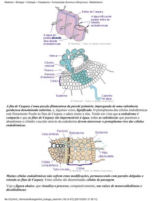 Matérias > Biologia > Citologia > Citoplasma > Composição Química e Bioquímica - Metabolismo




 A fita de Caspary é uma porção filamentosa da parede primária, impregnada de uma substância
 gordurosa denominada suberina, e, algumas vezes, lignificada. O protoplasma das células endodérmicas
 está firmemente fixado às fitas de Caspary e adere muito a elas. Tendo em vista que a endoderme é
 compacta e que as fitas de Caspary são impermeáveis à água, todas as substâncias que penetram e
 abandonam o cilindro vascular através da endoderme devem atravessar o protoplasma vivo das células
 endodérmicas.




 Muitas células endodérmicas não sofrem estas modificações, permanecendo com paredes delgadas e
 retendo as fitas de Caspary. Estas células são denominadas células de passagem.
 Veja a figura abaixo, que visualiza o processo, comparativamente, nas raízes de monocotiledôneas e
 dicotiledôneas:

file:///C|/html_10emtudo/Biologia/html_biologia_total.htm (192 of 472) [05/10/2001 21:56:17]
 