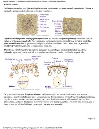 Matérias > Biologia > Citologia > Citoplasma > Composição Química e Bioquímica - Metabolismo

 Cilindro central.
 O cilindro central da raiz é formado pelos tecidos vasculares e por uma ou mais camadas de células, o
 periciclo, que circunda totalmente os tecidos vasculares.




 O periciclo desempenha vários papéis importantes. Na maioria das fanerógamas (plantas com flor), as
 raízes se originam no periciclo. Nas plantas que sofrem crescimento secundário, o periciclo contribui
 para o câmbio vascular e, geralmente, origina o primeiro câmbio da casca. Além disso, o periciclo
 prolifera freqüentemente, isto é, origina mais periciclo.
 O centro do cilindro central da maioria das raízes é ocupado por uma medula sólida de xilema
 primário, a partir da qual se estendem projeções semelhantes a estrias em direção ao periciclo.




 Os primeiros elementos do (proto) xilema a sofrer maturação nas raízes localizam-se próximos ao
 periciclo, e as extremidades das séries são comumente denominadas de protoxilema. O metaxilema (meta,
 depois) ocupa as porções internas das séries e o centro do cilindro central, diferenciando-se depois do
 protoxilema. As raízes de algumas monocotiledôneas (por exemplo, centeio) possuem uma medula, que é
 interpretada por alguns botânicos como um tecido vascular potencial.




                                                                                                   Página 7



file:///C|/html_10emtudo/Biologia/html_biologia_total.htm (194 of 472) [05/10/2001 21:56:17]
 