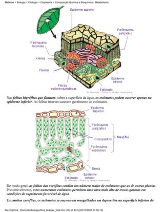 Matérias > Biologia > Citologia > Citoplasma > Composição Química e Bioquímica - Metabolismo




 Nas folhas higrófitas que flutuam, sobre a superfície da água, os estômatos podem ocorrer apenas na
 epiderme inferior. As folhas imersas carecem geralmente de estômatos.




 De modo geral, as folhas das xerófitas contêm um número maior de estômatos que as de outras plantas.
 Presumivelmente, estes numerosos estômatos permitem uma taxa mais alta de trocas gasosas em
 condições de suprimento favorável de água.
 Em muitas xerófitas, os estômatos se encontram mergulhados em depressões na superfície inferior da

file:///C|/html_10emtudo/Biologia/html_biologia_total.htm (202 of 472) [05/10/2001 21:56:18]
 