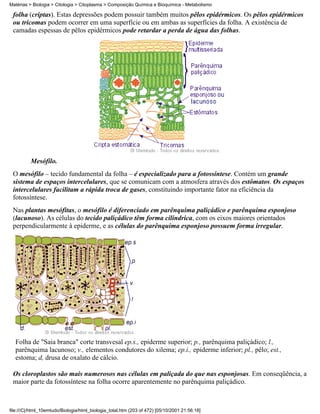 Matérias > Biologia > Citologia > Citoplasma > Composição Química e Bioquímica - Metabolismo

 folha (criptas). Estas depressões podem possuir também muitos pêlos epidérmicos. Os pêlos epidérmicos
 ou tricomas podem ocorrer em uma superfície ou em ambas as superfícies da folha. A existência de
 camadas espessas de pêlos epidérmicos pode retardar a perda de água das folhas.




          Mesófilo.
 O mesófilo – tecido fundamental da folha – é especializado para a fotossíntese. Contém um grande
 sistema de espaços intercelulares, que se comunicam com a atmosfera através dos estômatos. Os espaços
 intercelulares facilitam a rápida troca de gases, constituindo importante fator na eficiência da
 fotossíntese.
 Nas plantas mesófitas, o mesófilo é diferenciado em parênquima paliçádico e parênquima esponjoso
 (lacunoso). As células do tecido paliçádico têm forma cilíndrica, com os eixos maiores orientados
 perpendicularmente à epiderme, e as células do parênquima esponjoso possuem forma irregular.




  Folha de "Saia branca" corte transvesal ep.s., epiderme superior; p., parênquima paliçádico; l.,
  parênquima lacunoso; v., elementos condutores do xilema; ep.i., epiderme inferior; pl., pêlo; est.,
  estoma; d, drusa de oxalato de cálcio.

 Os cloroplastos são mais numerosos nas células em paliçada do que nas esponjosas. Em conseqüência, a
 maior parte da fotossíntese na folha ocorre aparentemente no parênquima paliçádico.



file:///C|/html_10emtudo/Biologia/html_biologia_total.htm (203 of 472) [05/10/2001 21:56:18]
 