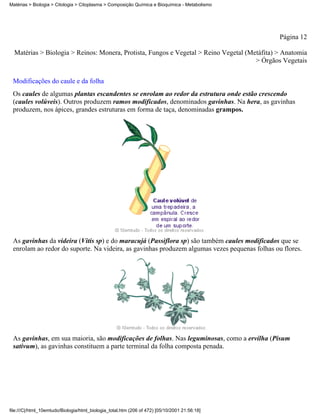 Matérias > Biologia > Citologia > Citoplasma > Composição Química e Bioquímica - Metabolismo




                                                                                               Página 12

  Matérias > Biologia > Reinos: Monera, Protista, Fungos e Vegetal > Reino Vegetal (Metáfita) > Anatomia
                                                                                      > Órgãos Vegetais


 Modificações do caule e da folha
 Os caules de algumas plantas escandentes se enrolam ao redor da estrutura onde estão crescendo
 (caules volúveis). Outros produzem ramos modificados, denominados gavinhas. Na hera, as gavinhas
 produzem, nos ápices, grandes estruturas em forma de taça, denominadas grampos.




 As gavinhas da videira (Vitis sp) e do maracujá (Passiflora sp) são também caules modificados que se
 enrolam ao redor do suporte. Na videira, as gavinhas produzem algumas vezes pequenas folhas ou flores.




 As gavinhas, em sua maioria, são modificações de folhas. Nas leguminosas, como a ervilha (Pisum
 sativum), as gavinhas constituem a parte terminal da folha composta penada.




file:///C|/html_10emtudo/Biologia/html_biologia_total.htm (206 of 472) [05/10/2001 21:56:18]
 