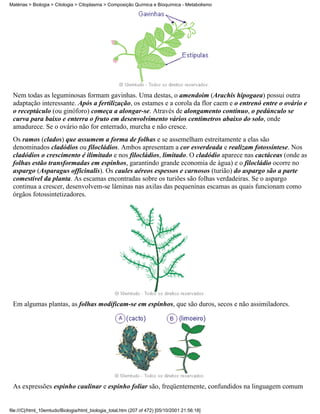 Matérias > Biologia > Citologia > Citoplasma > Composição Química e Bioquímica - Metabolismo




 Nem todas as leguminosas formam gavinhas. Uma destas, o amendoim (Arachis hipogaea) possui outra
 adaptação interessante. Após a fertilização, os estames e a corola da flor caem e o entrenó entre o ovário e
 o receptáculo (ou ginóforo) começa a alongar-se. Através de alongamento contínuo, o pedúnculo se
 curva para baixo e enterra o fruto em desenvolvimento vários centímetros abaixo do solo, onde
 amadurece. Se o ovário não for enterrado, murcha e não cresce.
 Os ramos (clados) que assumem a forma de folhas e se assemelham estreitamente a elas são
 denominados cladódios ou filocládios. Ambos apresentam a cor esverdeada e realizam fotossíntese. Nos
 cladódios o crescimento é ilimitado e nos filocládios, limitado. O cladódio aparece nas cactáceas (onde as
 folhas estão transformadas em espinhos, garantindo grande economia de água) e o filocládio ocorre no
 aspargo (Asparagus officinalis). Os caules aéreos espessos e carnosos (turião) do aspargo são a parte
 comestível da planta. As escamas encontradas sobre os turiões são folhas verdadeiras. Se o aspargo
 continua a crescer, desenvolvem-se lâminas nas axilas das pequeninas escamas as quais funcionam como
 órgãos fotossintetizadores.




 Em algumas plantas, as folhas modificam-se em espinhos, que são duros, secos e não assimiladores.




 As expressões espinho caulinar e espinho foliar são, freqüentemente, confundidos na linguagem comum


file:///C|/html_10emtudo/Biologia/html_biologia_total.htm (207 of 472) [05/10/2001 21:56:18]
 