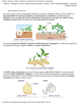Matérias > Biologia > Citologia > Citoplasma > Composição Química e Bioquímica - Metabolismo

  Matérias > Biologia > Reinos: Monera, Protista, Fungos e Vegetal > Reino Vegetal (Metáfita) > Anatomia
                                                                                      > Órgãos Vegetais


          Armazenagem de alimento.
 Os caules, como as raízes, desempenham funções de reserva de substâncias nutritivas. Provavelmente, o
 tipo mais familiar de caule especializado no armazenamento é o tubérculo, exemplificado pela
 batatinha. Nesta, os tubérculos (caules subterrâneos) desenvolvem-se nos ápices de estolhos (ramos
 rastejantes do caule aéreo) de plantas que cresceram a partir de sementes.




 No entanto, quando são utilizados segmentos de tubérculos para a propagação, os tubérculos surgem nas
 extremidades de longos e delgados rizomas, ou ramos subterrâneos.




 Um bulbo é uma grande gema que consiste de um pequeno caule cônico (“prato”) no qual se inserem
 numerosas folhas modificadas (catáfilos). As folhas são escamosas e possuem bases espessadas onde o
 alimento é armazenado. As raízes adventícias nascem na base do caule. Exemplos familiares de plantas
 com bulbos são a cebola, o alho e o lírio.




file:///C|/html_10emtudo/Biologia/html_biologia_total.htm (209 of 472) [05/10/2001 21:56:18]
 