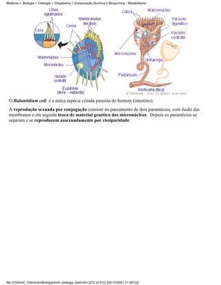 Matérias > Biologia > Citologia > Citoplasma > Composição Química e Bioquímica - Metabolismo




 O Balantidium coli é a única espécie ciliada parasita do homem (intestino).
 A reprodução sexuada por conjugação consiste no pareamento de dois paramécios, com fusão das
 membranas e em seguida troca de material genético dos micronúcleos. Depois os paramécios se
 separam e se reproduzem assexuadamente por cissiparidade.




file:///C|/html_10emtudo/Biologia/html_biologia_total.htm (272 of 472) [05/10/2001 21:56:22]
 