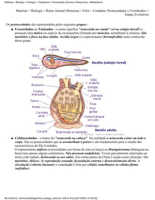 Matérias > Biologia > Citologia > Citoplasma > Composição Química e Bioquímica - Metabolismo


           Matérias > Biologia > Reino Animal (Metazoa) > Filos > Cordados: Protocordados e Vertebrados >
                                                                                        Etapas Evolutivas


 Os protocordados são representados pelos seguintes grupos:-
    q Urocordados ou Tunicados - o nome significa "notocorda na cauda" (só no estágio larval!) e
       possuem uma túnica ou espécie de exoesqueleto formado por tunicina, semelhante à celulose. São
       marinhos e fixos na fase adulta. Ascídia negra é o representante (hermafrodita) mais conhecido
       desse grupo.




      q   Cefalocordados - o nome diz "notocorda na cabeça". Na realidade a notocorda existe em todo o
          corpo. São os protocordados que se assemelham a peixes e são fundamentais para o estudo das
          características do filo Cordados.
          O representante anfioxo (extremidades em forma de seta ou lança) ou Branquiostoma (brânquias na
          boca) tem apenas alguns centímetros. Não possuem nadadeiras. Vivem parcialmente enterrados na
          areia e não nadam, deslocando-se aos saltos. Em certas partes da China é usado como alimento. São
          marinhos, dióicos, de reprodução sexuada, fecundação externa e desenvolvimento direto. A
          circulação é aberta (lacunar) e a excreção é feita por células semelhantes às células-flama
          (nefrídios).




file:///C|/html_10emtudo/Biologia/html_biologia_total.htm (336 of 472) [05/10/2001 21:56:25]
 