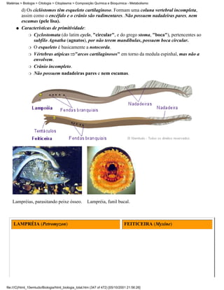 Matérias > Biologia > Citologia > Citoplasma > Composição Química e Bioquímica - Metabolismo

          d) Os ciclóstomos têm esqueleto cartilaginoso. Formam uma coluna vertebral incompleta,
          assim como o encéfalo e o crânio são rudimentares. Não possuem nadadeiras pares, nem
          escamas (pele lisa).
      q   Características de primitividade:
              r Cyclostomata (do latim cyclo, "circular", e do grego stoma, "boca"), pertencentes ao
                subfilo Agnatha (agnatos), por não terem mandíbulas, possuem boca circular.
              r O esqueleto é basicamente a notocorda.

              r Vértebras atípicas    "arcos cartilaginosos" em torno da medula espinhal, mas não a
                envolvem.
              r Crânio incompleto.

              r Não possuem nadadeiras pares e nem escamas.




    Lampréias, parasitando peixe ósseo.                Lampréia, funil bucal.



    LAMPRÉIA (Petromyzon)                                                       FEITICEIRA (Myxine)




file:///C|/html_10emtudo/Biologia/html_biologia_total.htm (347 of 472) [05/10/2001 21:56:26]
 