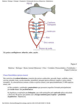 Matérias > Biologia > Citologia > Citoplasma > Composição Química e Bioquímica - Metabolismo




 São peixes cartilaginosos: tubarões, raias, cações.




                                                                                                     Página 8

           Matérias > Biologia > Reino Animal (Metazoa) > Filos > Cordados: Protocordados e Vertebrados >
                                                                                        Etapas Evolutivas

 Classe Osteichthyes (peixes ósseos)
 São osteíctios da ordem teléosteos a maioria dos peixes conhecidos: pescada, bagre, sardinha, carpa,
 corvina, piranha, truta, cavalo-marinho, pirambóia, poraquê (peixe-elétrico), enguia e vários outros
 exemplos. As características comuns a todos os peixes ósseos, com aproximadamente 21.000 espécies
 atuais, são:
          a) São cordados, vertebrados, gnatostômios que possuem esqueleto formado principalmente
          por tecido ósseo. São pecilotérmicos.
          b) Aquáticos e respiração por brânquias, que estão protegidas pelo opérculo (placa articulada
          e flexível). Há peixes que podem usar a bexiga natatória para respirar = pirambóia
          (Lepidosiren - Dipnóicos).


file:///C|/html_10emtudo/Biologia/html_biologia_total.htm (352 of 472) [05/10/2001 21:56:26]
 