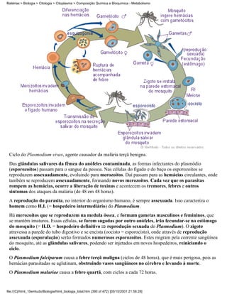 Matérias > Biologia > Citologia > Citoplasma > Composição Química e Bioquímica - Metabolismo




 Ciclo do Plasmodium vivax, agente causador da malária terçã benigna.
 Das glândulas salivares da fêmea do anófeles contaminada, as formas infectantes do plasmódio
 (esporozoítos) passam para o sangue da pessoa. Nas células do fígado e do baço os esporozoítos se
 reproduzem assexuadamente, evoluindo para merozoítos. Daí passam para as hemácias circulantes, onde
 também se reproduzem assexuadamente, formando novos merozoítos. Cada vez que os parasitas
 rompem as hemácias, ocorre a liberação de toxinas e acontecem os tremores, febres e outros
 sintomas dos ataques da malária (de 48 em 48 horas).
 A reprodução do parasita, no interior do organismo humano, é sempre assexuada. Isso caracteriza o
 homem como H.I. (= hospedeiro intermediário) do Plasmodium.
 Há merozoítos que se reproduzem na medula óssea, e formam gametas masculinos e femininos, que
 se mantêm imaturos. Essas células, se forem sugadas por outro anófeles, irão fecundar-se no estômago
 do mosquito (= H.D. = hospedeiro definitivo reprodução sexuada do Plasmodium). O zigoto
 atravessa a parede do tubo digestivo e se encista (oocisto = esporocisto), onde através de reprodução
 assexuada (esporulação) serão formados numerosos esporozoítos. Estes migram pela corrente sangüínea
 do mosquito, até as glândulas salivares, podendo ser injetados em novos hospedeiros, reiniciando o
 ciclo.
 O Plasmodium falciparum causa a febre terçã maligna (ciclos de 48 horas), que é mais perigosa, pois as
 hemácias parasitadas se aglutinam, obstruindo vasos sangüíneos no cérebro e levando à morte.
 O Plasmodium malariae causa a febre quartã, com ciclos a cada 72 horas.


file:///C|/html_10emtudo/Biologia/html_biologia_total.htm (390 of 472) [05/10/2001 21:56:28]
 
