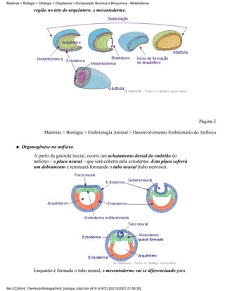Matérias > Biologia > Citologia > Citoplasma > Composição Química e Bioquímica - Metabolismo

                  região no teto do arquêntero, a mesentoderme.




                                                                                                   Página 3

                         Matérias > Biologia > Embriologia Animal > Desenvolvimento Embrionário do Anfioxo

      q   Organogênese no anfioxo.
                  A partir da gástrula inicial, ocorre um achatamento dorsal do embrião do
                  anfioxo – a placa neural – que será coberta pela ectoderme. Esta placa sofrerá
                  um dobramento e terminará formando o tubo neural (tubo nervoso).




                  Enquanto é formado o tubo neural, a mesentoderme vai se diferenciando para


file:///C|/html_10emtudo/Biologia/html_biologia_total.htm (418 of 472) [05/10/2001 21:56:30]
 