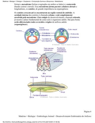 Matérias > Biologia > Citologia > Citoplasma > Composição Química e Bioquímica - Metabolismo

                  formar a mesoderme (bolsas evaginadas em ambos os lados) e a notocorda
                  (bastão central e dorsal). Essa mesoderme forma pacotes celulares dorsais e
                  longitudinais, os somitos, de grande importância na organogênese.
                  Os somitos crescem até se encontrarem na região ventral do embrião. A
                  cavidade interna dos somitos é chamada celoma e está completamente
                  envolvida pela mesoderme. Este estágio de desenvolvimento, chamado nêurula,
                  já mostra o plano fundamental de como será o organismo adulto. Daí para frente
                  serão diferenciados todos os tecidos e órgãos do anfioxo adulto
                  (organogênese).




                                                                                                   Página 4

                         Matérias > Biologia > Embriologia Animal > Desenvolvimento Embrionário do Anfioxo

file:///C|/html_10emtudo/Biologia/html_biologia_total.htm (419 of 472) [05/10/2001 21:56:30]
 