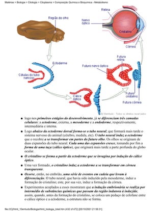 Matérias > Biologia > Citologia > Citoplasma > Composição Química e Bioquímica - Metabolismo




               q   logo nos primeiros estágios do desenvolvimento, já se diferenciam três camadas
                   celulares: a ectoderme, externa, a mesoderme e a endoderme, respectivamente,
                   intermediária e interna.
               q   Logo abaixo da ectoderme dorsal forma-se o tubo neural, que formará mais tarde o
                   sistema nervoso do animal (cérebro, medula, etc). O tubo neural induz a ectoderme
                   que o recobre a se transformar em partes do futuro olho. Os olhos se originam de
                   duas expansões do tubo neural. Cada uma das expansões cresce, tomando por fim a
                   forma de uma taça (cálice óptico), que originará mais tarde a parte profunda do globo
                   ocular.
               q   O cristalino se forma a partir da ectoderme que se invagina por indução do cálice
                   óptico.
               q   Uma vez formado, o cristalino induz a ectoderme a se transformar em córnea
                   transparente.
               q   Ocorre, então, no embrião, uma série de eventos em cadeia que levam à
                   diferenciação. O tubo neural, que havia sido induzido pela mesoderme, induz a
                   formação do cristalino; este, por sua vez, induz a formação da córnea.
               q   Experimentos acoplados a esses mostraram que a indução embrionária se realiza por
                   intermédio de substâncias químicas que passam da região indutora à induzida;
                   assim, quando, antes da formação do cristalino, se coloca um pedaço de celofane entre
                   o cálice óptico e a ectoderme, a estrutura não se forma.

file:///C|/html_10emtudo/Biologia/html_biologia_total.htm (432 of 472) [05/10/2001 21:56:31]
 