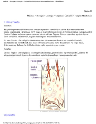 Matérias > Biologia > Citologia > Citoplasma > Composição Química e Bioquímica - Metabolismo




                                                                                                        Página 11

                                       Matérias > Biologia > Citologia > Orgânulos Celulares > Funções Metabólicas


 i) Cílios e Flagelos
 Estrutura
 São prolongamentos finíssimos que crescem a partir da superfície da célula. Sua estrutura interna
 chama-se axonema e é formada por 9 pares de microtúbulos dispostos de forma cilíndrica e um par central
 (haste). Embora tenham a mesma estrutura interna, cílios e flagelos diferem entre si da seguinte forma ;
 cílios são curtos e numerosos, flagelos são longos e pouco numerosos.
 Na base de cada cílio e flagelo encontramos uma estrutura semelhante a um centríolo chamado
 cinetossomo ou corpo basal, pois essas estruturas crescem a partir do centríolo. No corpo basal,
 diferentemente da haste, há 9 túbulos triplos e não apresenta o par central.
 Funções
 Cílios e flagelos têm funções de locomoção celular (algas, protozoários, espermatozóides), captura de
 alimentos (esponjas), limpeza do organismo (epitélio traqueal nas vias respiratórias), etc.




 Citoesqueleto


file:///C|/html_10emtudo/Biologia/html_biologia_total.htm (45 of 472) [05/10/2001 21:56:10]
 