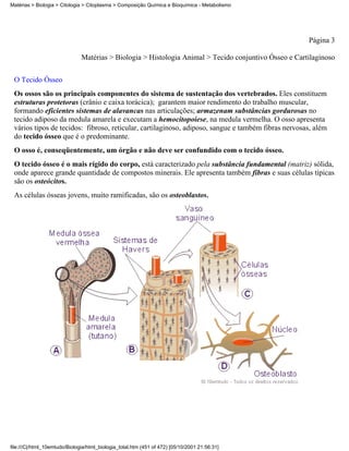 Matérias > Biologia > Citologia > Citoplasma > Composição Química e Bioquímica - Metabolismo




                                                                                                       Página 3

                               Matérias > Biologia > Histologia Animal > Tecido conjuntivo Ósseo e Cartilaginoso


 O Tecido Ósseo
 Os ossos são os principais componentes do sistema de sustentação dos vertebrados. Eles constituem
 estruturas protetoras (crânio e caixa torácica); garantem maior rendimento do trabalho muscular,
 formando eficientes sistemas de alavancas nas articulações; armazenam substâncias gordurosas no
 tecido adiposo da medula amarela e executam a hemocitopoiese, na medula vermelha. O osso apresenta
 vários tipos de tecidos: fibroso, reticular, cartilaginoso, adiposo, sangue e também fibras nervosas, além
 do tecido ósseo que é o predominante.
 O osso é, conseqüentemente, um órgão e não deve ser confundido com o tecido ósseo.
 O tecido ósseo é o mais rígido do corpo, está caracterizado pela substância fundamental (matriz) sólida,
 onde aparece grande quantidade de compostos minerais. Ele apresenta também fibras e suas células típicas
 são os osteócitos.
 As células ósseas jovens, muito ramificadas, são os osteoblastos.




file:///C|/html_10emtudo/Biologia/html_biologia_total.htm (451 of 472) [05/10/2001 21:56:31]
 