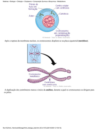 Matérias > Biologia > Citologia > Citoplasma > Composição Química e Bioquímica - Metabolismo




  Após a ruptura da membrana nuclear, os cromossomos dispõem-se na placa equatorial (metáfase).




 A duplicação dos centrômeros marca o início da anáfase, durante a qual os cromossomos se dirigem para
 os pólos.




file:///C|/html_10emtudo/Biologia/html_biologia_total.htm (52 of 472) [05/10/2001 21:56:10]
 