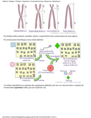 Matérias > Biologia > Citologia > Citoplasma > Composição Química e Bioquímica - Metabolismo




 O cariótipo indica número, tamanho, forma e características dos cromossomos de uma espécie.
 Os cromossomos homólogos numa célula diplóide.




 As células reprodutoras ou gametas dos organismos diplóides, por sua vez, têm um único conjunto de
 cromossomos (genoma) sendo, por isso haplóides (n).




file:///C|/html_10emtudo/Biologia/html_biologia_total.htm (85 of 472) [05/10/2001 21:56:11]
 