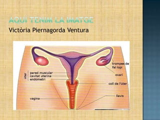 Victòria Piernagorda Ventura
 
