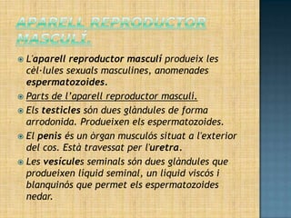  L'aparell reproductor masculí produeix les
  cèl·lules sexuals masculines, anomenades
  espermatozoides.
 Parts de l’aparell reproductor masculí.
 Els testicles són dues glàndules de forma
  arrodonida. Produeixen els espermatozoides.
 El penis és un òrgan musculós situat a l'exterior
  del cos. Està travessat per l'uretra.
 Les vesícules seminals són dues glàndules que
  produeixen líquid seminal, un líquid viscós i
  blanquinós que permet els espermatozoides
  nedar.
 