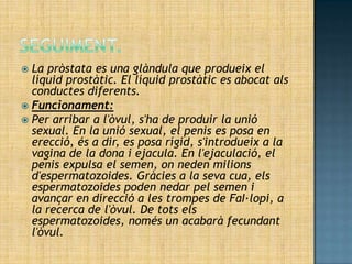  La pròstata es una glàndula que produeix el
  líquid prostàtic. El líquid prostàtic es abocat als
  conductes diferents.
 Funcionament:
 Per arribar a l'òvul, s'ha de produir la unió
  sexual. En la unió sexual, el penis es posa en
  erecció, és a dir, es posa rígid, s'introdueix a la
  vagina de la dona i ejacula. En l'ejaculació, el
  penis expulsa el semen, on neden milions
  d'espermatozoides. Gràcies a la seva cua, els
  espermatozoides poden nedar pel semen i
  avançar en direcció a les trompes de FaI·lopi, a
  la recerca de l'òvul. De tots els
  espermatozoides, només un acabarà fecundant
  l'òvul.
 