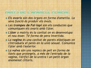  Els ovaris són dos òrgans en forma d'ametlla. La
  seva funció és produir els òvuls.
 Les trompes de Fal·lopi són els conductes que
  comuniquen els ovaris amb l'úter.
 L'úter o matriu és la cavitat on es desenvolupa
  el nou ésser. Té forma de pera invertida.
 La vagina és una cavitat de parets elàstiques on
  s'introdueix el penis en la unió sexual. Comunica
  l'úter amb l'exterior.
 La vulva són uns replecs de pell en forma de
  llavis que protegeix, a més de l'entrada de la
  vagina, l'orifici de la uretra i un petit òrgan
  anomenat clítoris.
 