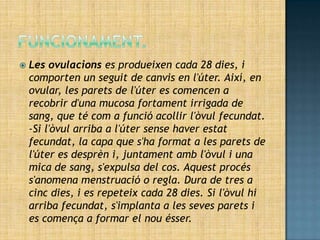    Les ovulacions es produeixen cada 28 dies, i
    comporten un seguit de canvis en l'úter. Així, en
    ovular, les parets de l'úter es comencen a
    recobrir d'una mucosa fortament irrigada de
    sang, que té com a funció acollir l'òvul fecundat.
    -Si l'òvul arriba a l'úter sense haver estat
    fecundat, la capa que s'ha format a les parets de
    l'úter es desprèn i, juntament amb l'òvul i una
    mica de sang, s'expulsa del cos. Aquest procés
    s'anomena menstruació o regla. Dura de tres a
    cinc dies, i es repeteix cada 28 dies. Si l'òvul hi
    arriba fecundat, s'implanta a les seves parets i
    es comença a formar el nou ésser.
 