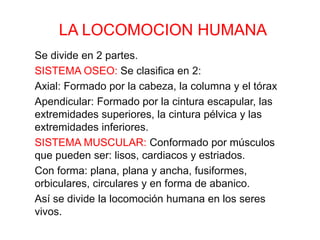 LA LOCOMOCION HUMANA
Se divide en 2 partes.
SISTEMA OSEO: Se clasifica en 2:
Axial: Formado por la cabeza, la columna y el tórax
Apendicular: Formado por la cintura escapular, las
extremidades superiores, la cintura pélvica y las
extremidades inferiores.
SISTEMA MUSCULAR: Conformado por músculos
que pueden ser: lisos, cardiacos y estriados.
Con forma: plana, plana y ancha, fusiformes,
orbiculares, circulares y en forma de abanico.
Así se divide la locomoción humana en los seres
vivos.
 