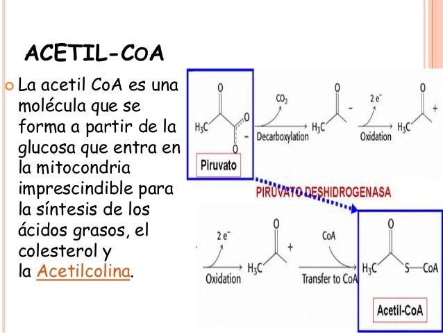 Biologia
