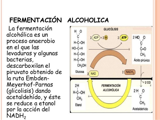 Biologia