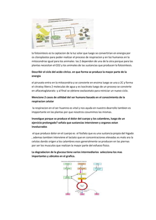 la fotosintesis es la captacion de la luz solar que luego se convertirian en energia por
os cloroplastos para poder realizar el proceso de respiracion y en lso humanos en la
mitocondrias igual para los animales las 2 dependen de una de la otra porque para las
plantas necesitan el CO2 y los animales de las sustancias que producen la fotosintesis.

Describir el ciclo del acido citrico. en que forma se produce la mayor parte de la
energia

el piruvato entra en la mitocondria y se convierte en enzima luego se una a 2C y forma
el citratoy libera 2 moleculas de agua y es isocitrato luego de un proceso se convierte
en alfacetoglatarato y al final se obtiene oxolacetato para reiniciar un nuevo ciclo.

Mencione 2 casos de utilidad del ser humano basado en el conocimiento de la
respiracion celular

 la respiracion en el ser huamno es vital y nos ayuda en nuestro dearrollo tambien es
impportante en las plantas por que nosotros cosumimos las mismas.

Investigue porque se produce el dolor del cuerpo y los calambres, luego de un
ejercicio prolongado? señala que sustancias intervienen y organos estan
involucrados

 el que produce dolor en el cuerpo es el fosfato que es una sustancia propia del higado
, ademas tambien interviene el lactato que en concentraciones elevadas es malo ara la
celulas dando origen a los calambres esos generalmente se producen en las piernas
por ser los musculos que realizan la mayor parte del esfuezo fisico.

La degradacion de la glucosa tiene varios intermediarios selecciona los mas
importantes y ubicalos en el grafico.
 