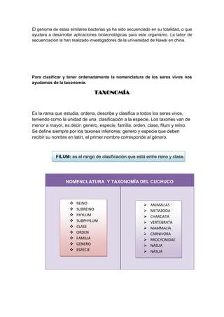 El genoma de estas similares bacterias ya ha sido secuenciado en su totalidad, o que
ayudara a desarrollar aplicaciones biotecnológicas para este organismo. La labor de
secuenciación la han realizado investigadores de la universidad de Hawái en china.




Para clasificar y tener ordenadamente la nomenclatura de los seres vivos nos
ayudamos de la taxonomía.

                                TAXONOMÍA


Es la rama que estudia, ordena, describe y clasifica a todos los seres vivos,
teniendo como la unidad de una clasificación a la especie. Los taxones van de
menor a mayor, es decir: genero, especie, familia, orden, clase, filum y reino.
Se define siempre por los taxones inferiores: genero y especie que deben
recibir su nombre en latín, el primer nombre corresponde al género.



            FILUM: es el rango de clasificación que está entre reino y clase.




                 NOMENCLATURA Y TAXONOMÍA DEL CUCHUCO



                      REINO                                 ANIMALIAS
                      SUBREINO                              METAZOOA
                      PHYLUM                                CHARDATA
                      SUBPHYLUM                             VERTEBRATA
                      CLASE                                 MAMMALIA
                      ORDEN                                 CARNIVORA
                      FAMILIA                               RROCYONIDAE
                      GENERO                                NASUA
                      ESPECIE                               NASUA
 
