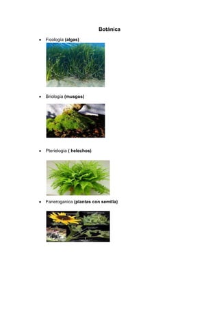 Botánica
Ficología (algas)




Briología (musgos)




Pterielogía ( helechos)




Faneroganica (plantas con semilla)
 