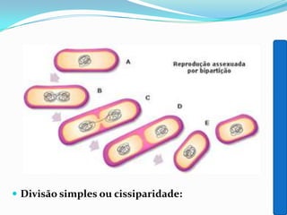  Divisão simples ou cissiparidade:
 