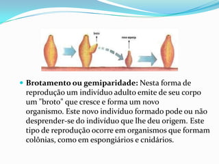  Brotamento ou gemiparidade: Nesta forma de
reprodução um indivíduo adulto emite de seu corpo
um "broto" que cresce e forma um novo
organismo. Este novo indivíduo formado pode ou não
desprender-se do indivíduo que lhe deu origem. Este
tipo de reprodução ocorre em organismos que formam
colônias, como em espongiários e cnidários.
 