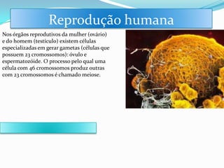 Reprodução humana
Nos órgãos reprodutivos da mulher (ovário)
e do homem (testículo) existem células
especializadas em gerar gametas (células que
possuem 23 cromossomos): óvulo e
espermatozóide. O processo pelo qual uma
célula com 46 cromossomos produz outras
com 23 cromossomos é chamado meiose.
 