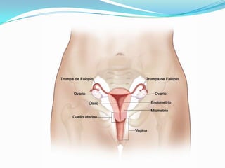 Reprodução - Biologia