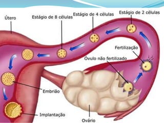 Reprodução - Biologia